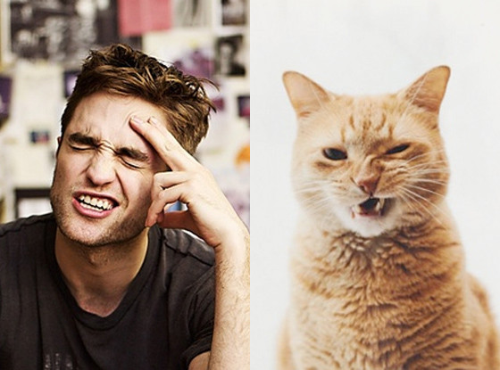Robert Pattinson, Cat, Tumblr Robert Pattinson, Cat, Tumblr